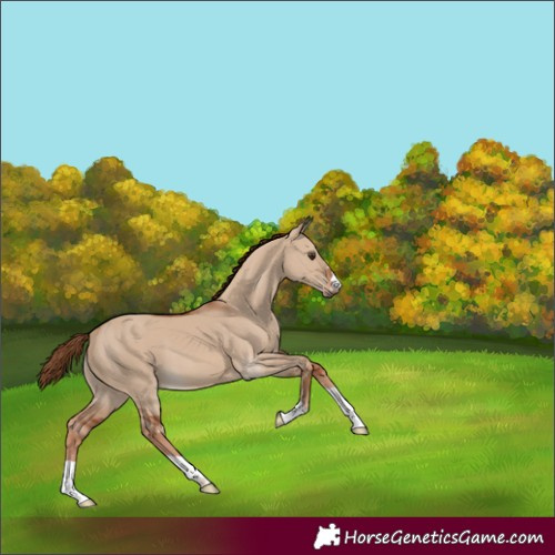 Horse Color:Red Dun