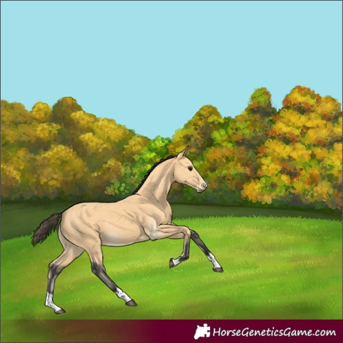 Horse Color:Buckskin 