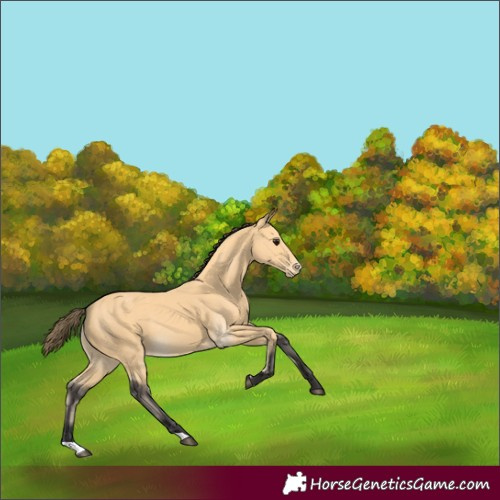 Horse Color:Buckskin Varnish
