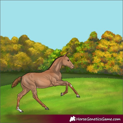 Horse Color:Chestnut Varnish 