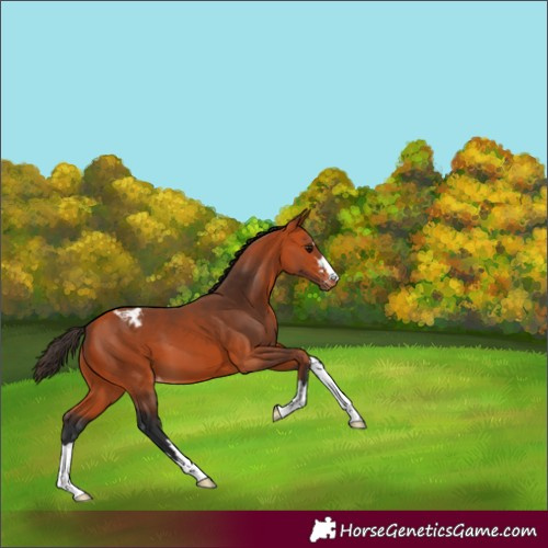 Horse Color:Bay Varnish