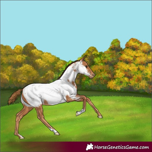 Horse Color:Chestnut Appaloosa