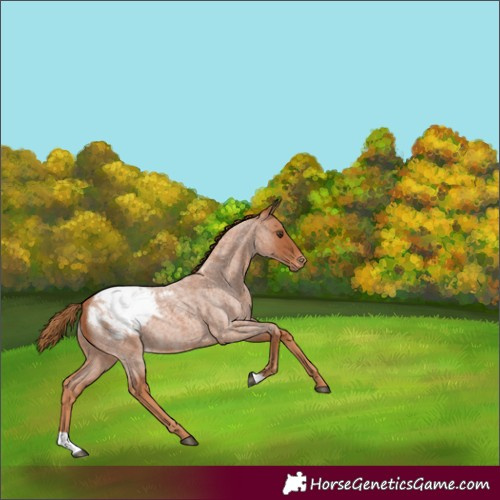 Horse Color:Red Roan Snowcap