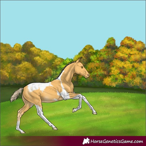 Horse Color:Palomino Tobiano Appaloosa
