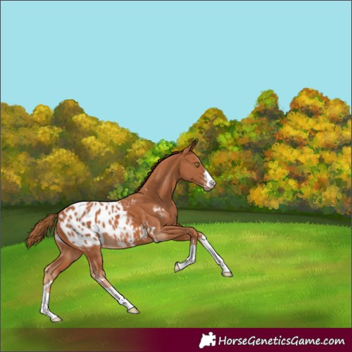 Horse Color:Chestnut Varnish 