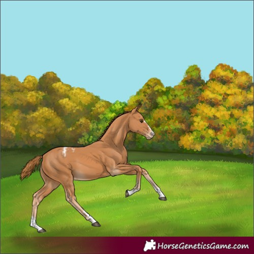 Horse Color:Chestnut Varnish 
