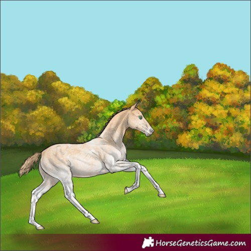 Horse Color:White Spotted Gold Champagne 
