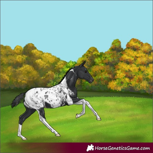 Horse Color:Black Tobiano Appaloosa 