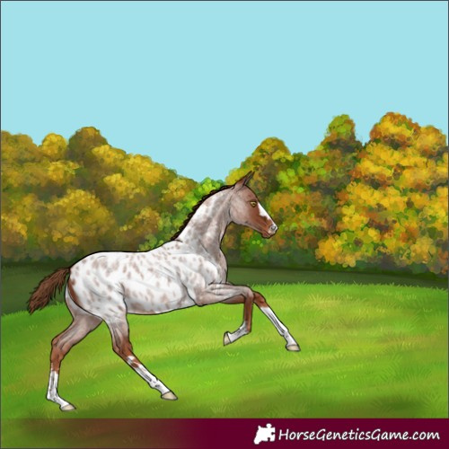 Horse Color:Red Roan Blanket 