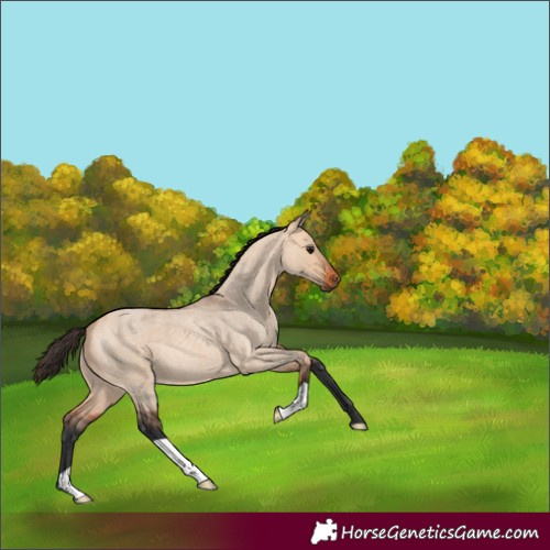 Horse Color:Bay Roan Dun 
