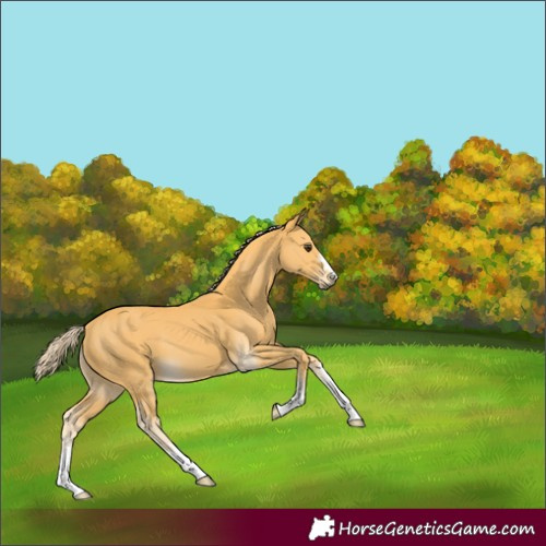 Horse Color:Palomino 