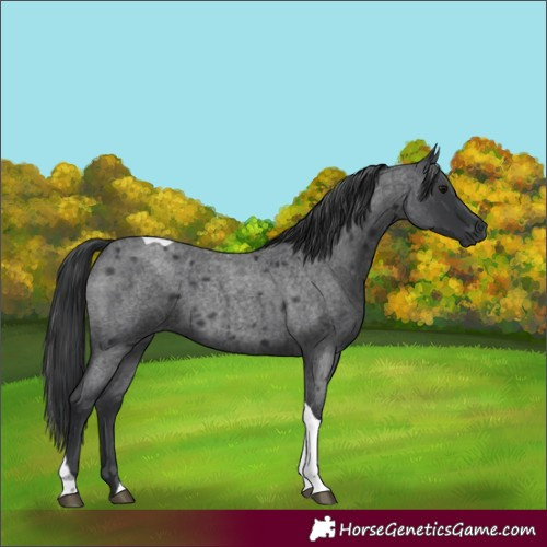 Horse Color:Unknown 