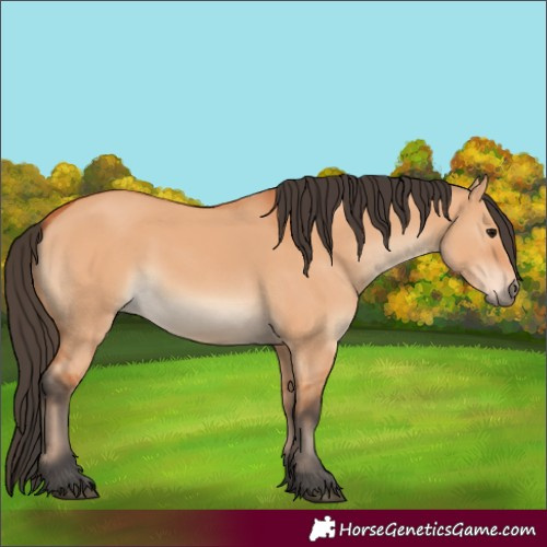 Horse Color:Bay Dun 