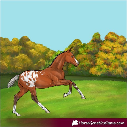 Horse Color:Silver Bay Appaloosa