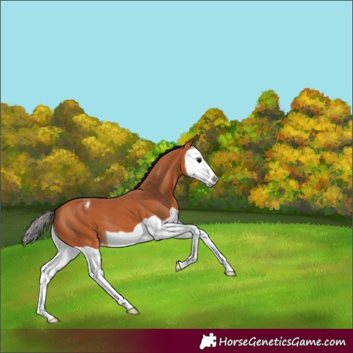 Horse Color:Bay Splash Varnish 