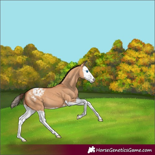 Horse Color:Bay Dun Splash Appaloosa 