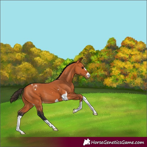 Horse Color:Bay Varnish 