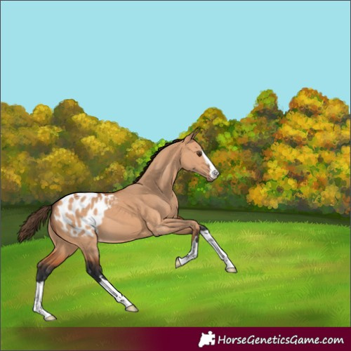Horse Color:Bay Dun Blanket 