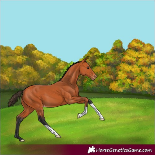 Horse Color:Bay Varnish