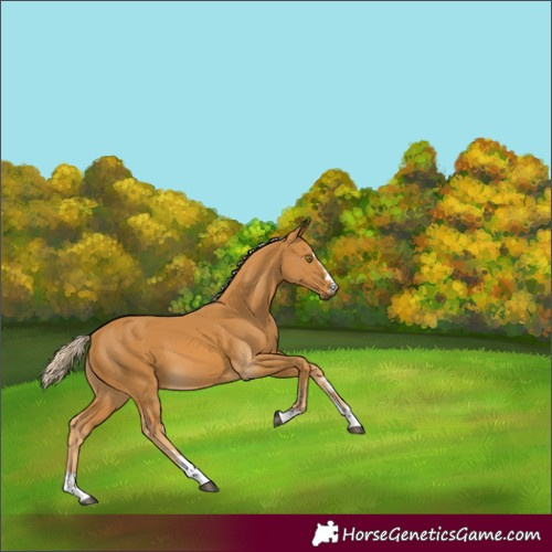 Horse Color:Palomino