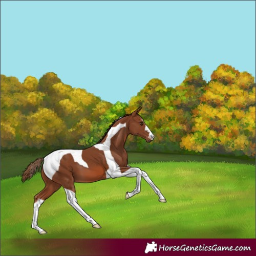 Horse Color:Chestnut Tobiano