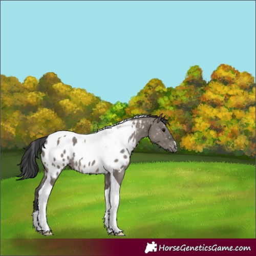 Horse Color:Grullo Tobiano Near Leopard