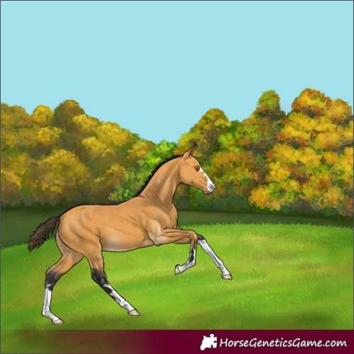 Horse Color:Buckskin 