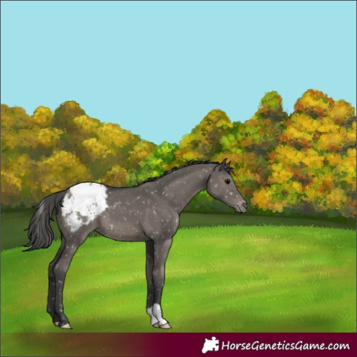 Horse Color:Grullo Snowcap 