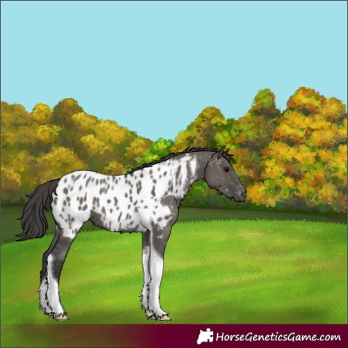 Horse Color:Grullo Tobiano Appaloosa 
