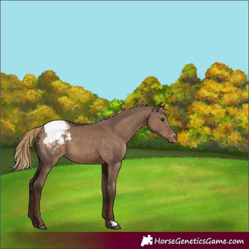 Horse Color:Liver Red Dun Snowcap