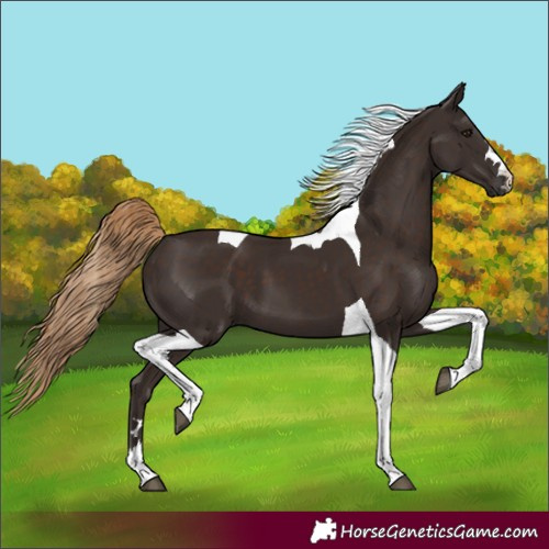 Horse Color:Liver Chestnut Tobiano 