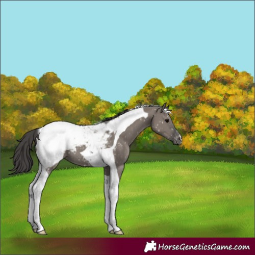 Horse Color:Grullo Tobiano Snowcap