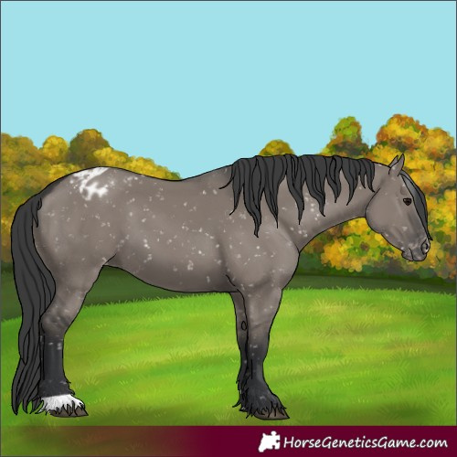 Horse Color:Grullo Snowflake Varnish