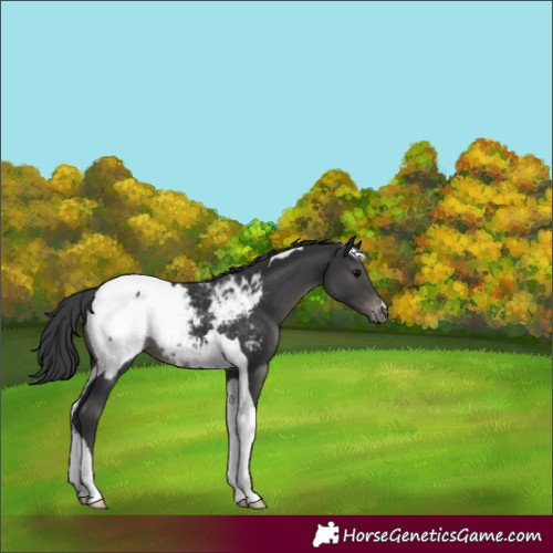 Horse Color:Black Tobiano Snowcap 