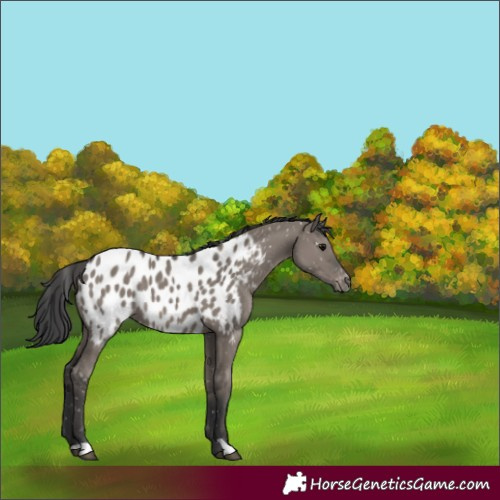 Horse Color:Grullo Appaloosa 