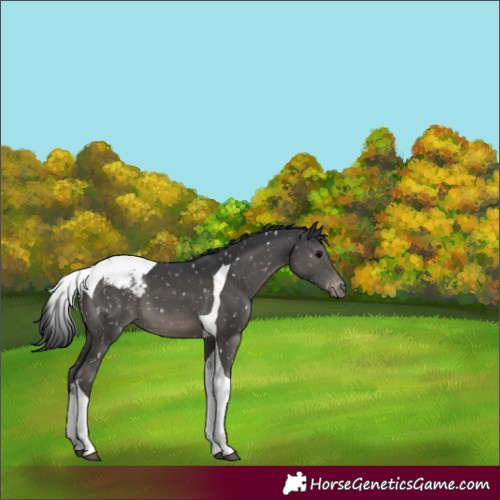 Horse Color:Black Tobiano Snowcap