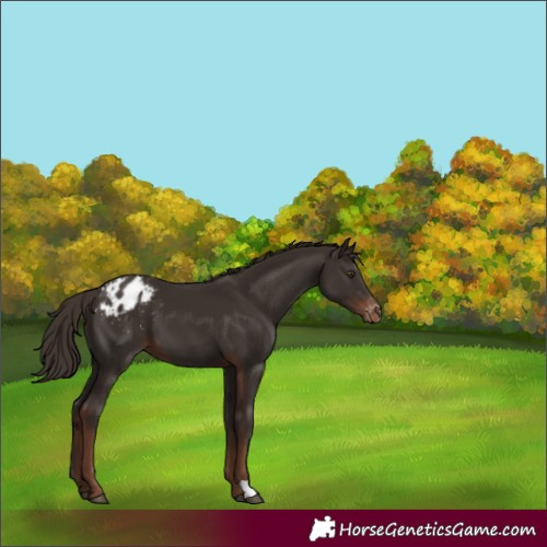 Horse Color:Liver Chestnut Blanket 