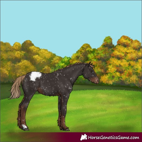 Horse Color:Liver Chestnut Snowcap