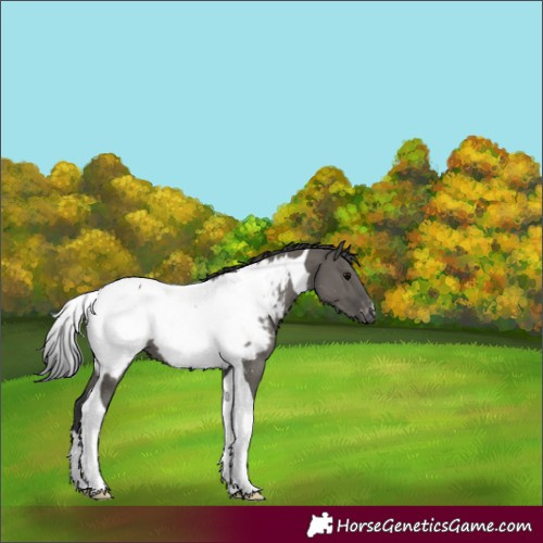 Horse Color:Grullo Tobiano Appaloosa 