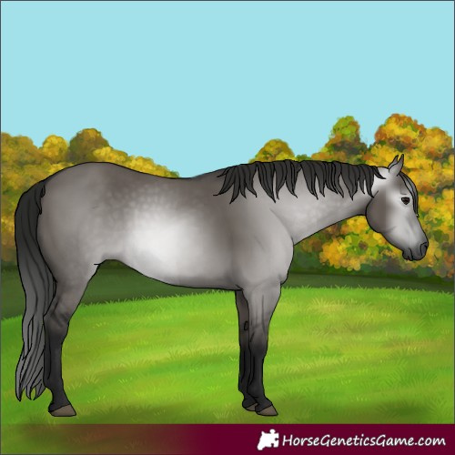 Horse Color:Gray Grullo 