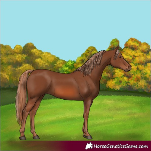 Horse Color:Unknown 