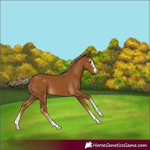 Horse Color:Gray Palomino 