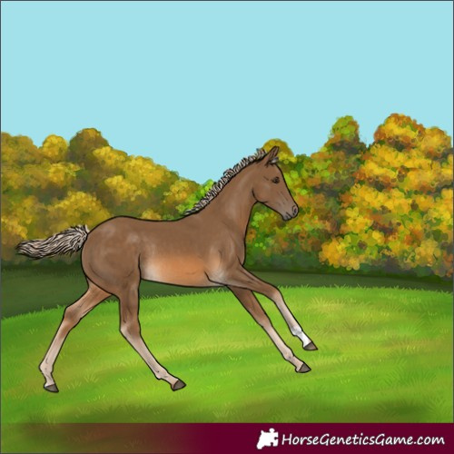 Horse Color:Chocolate Palomino Rabicano 