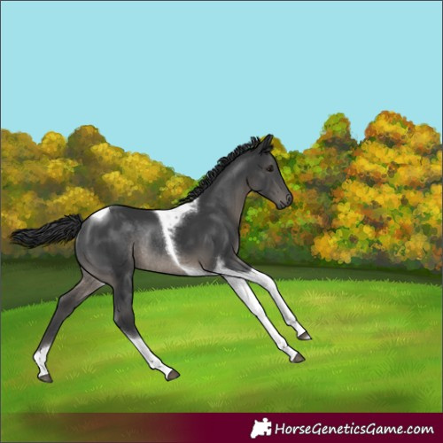 Horse Color:Black Tobiano Rabicano 