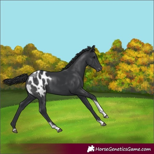 Horse Color:Black Tobiano Appaloosa Rabicano 