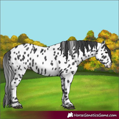 Horse Color:Black Near Leopard 