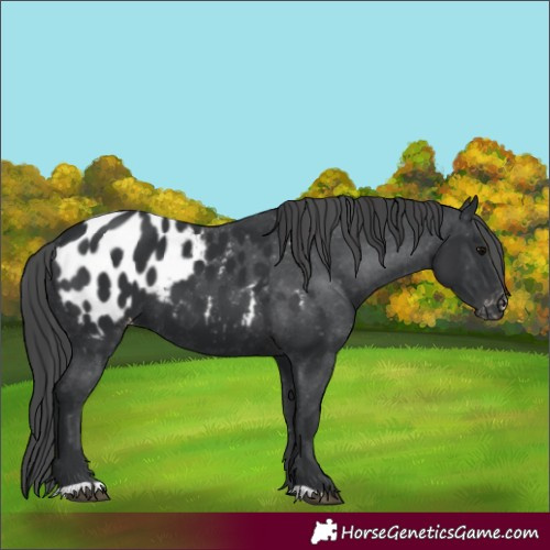 Horse Color:Black Blanket