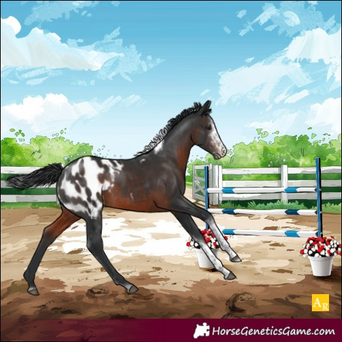 Horse Color:Brown Sabino Tobiano Appaloosa Rabicano 