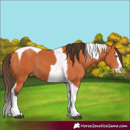 Horse Color:Bay Splash Tobiano