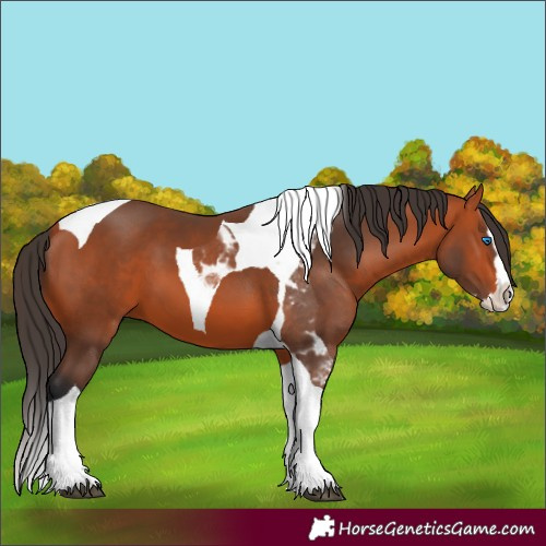 Horse Color:Bay Splash Tobiano 
